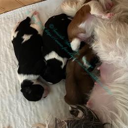 Shih Tzu Puppies from Seaside Shih Tzu Cottage
