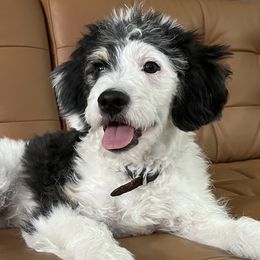 Boy 1 - Black and white Aussiedoodle puppy in Bend, Oregon from Bella Ridge Farms & Dapper Doodles