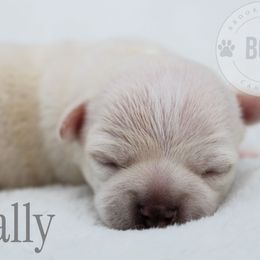 Sally - Cream female Chihuahua puppy in Forsyth, Georgia from Brooks Grove Canines LLC