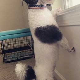 Poodles from Parti-Pawz