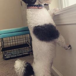Poodles from Parti-Pawz