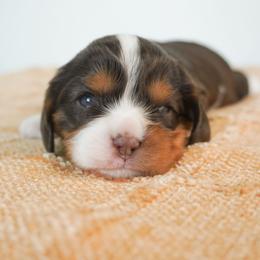 Guava Chocolate Tri Color - Chocolate female Cavalier King Charles Spaniel puppy in Nampa, Idaho from Heart Mountain Cavaliers & Floating Feathers Kennel