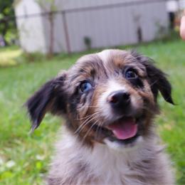 Hyperion - Blue merle male Australian Shepherd puppy in Noblesville, Indiana from Saturn’s Rising Collies & Aussies