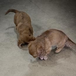 Dachshund puppies from Devoted Doxies Cream Dachshund
