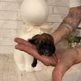 Angus - Mahogany and white male Basset Hound puppy in Lubbock, Texas from Hound House
