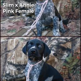 German Shorthaired Pointer and Labrador Retriever Puppies from LL Gun Dogs, LLC