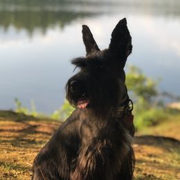 Chi - Miniature Schnauzer