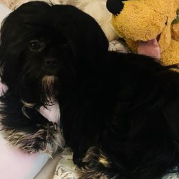 Shih Tzu All Grown Up from Precious Paws Shih tzus