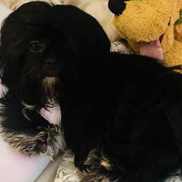Shih Tzu All Grown Up from Precious Paws Shih tzus