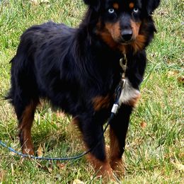 Ash - Toy Australian Shepherd