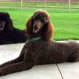 Poodle All Grown Up from Solo Standards
