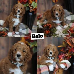 Rolo - Red  male Goldendoodle puppy in Sioux Falls, South Dakota from Dolly's Doodles