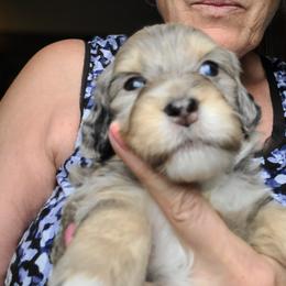 Sally-Tan - Blue merle female Bernedoodle puppy in Dugway, Utah from Luv4Bernedoodles