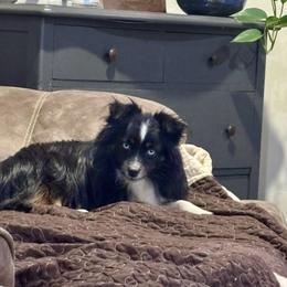 Mia - Toy Australian Shepherd