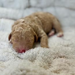 Davis - Apricot male Goldendoodle puppy in Willacoochee, Georgia from Kitandkboodle's Doodles