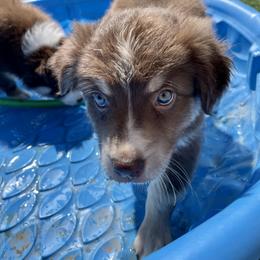 Miniature Australian Shepherd Puppies from Elevation Kennels