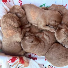 Boy 1 - Red male Cavapoo puppy in Wesson, Mississippi from Southern Country Doodles