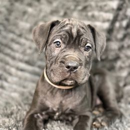 Wednesday - Black female Cane Corso puppy in Russellville, Missouri from Soaring Royalty Canines LLC