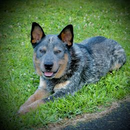 Loki - Australian Cattle Dog