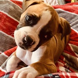 Boxer puppies from Love and Loyalty Boxers
