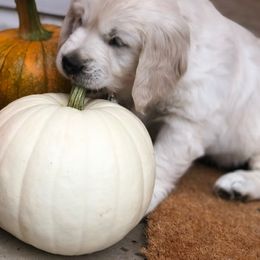 Golden Retriever Puppies from HuesofGold Halos