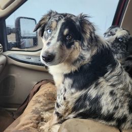 Australian Shepherd All Grown Up from Lone Tree Aussies