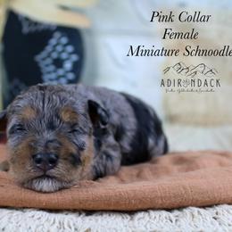 Pink collar - Merle female Schnoodle puppy in Plattsburgh, New York from Adirondack Poodles Goldendoodles,Bernedoodles & Schnoodles