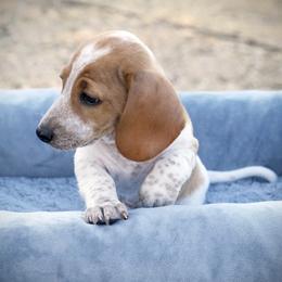 Kuzya - Piebald male Dachshund puppy in Meridian, Idaho from Lucy’s Dachshund Home