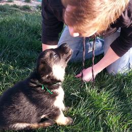 German Shepherd Puppies from Central Coast German Shepherds