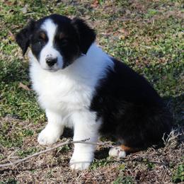 Olivia - Black tri-color female Australian Shepherd puppy in Kansas, Oklahoma from Windy G Farm