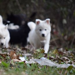 Siberian Husky Puppies from Dreamers Mile