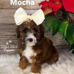 Mocha - Tri-color female Bernedoodle puppy in Heyworth, Illinois from Cobble Creek Puppies