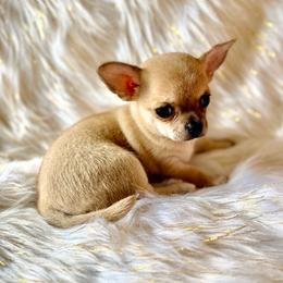 Selena - Fawn female Chihuahua puppy in Allentown, Pennsylvania from Tsunami Cockers & Chihuahuas