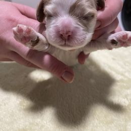 Cocker Spaniel All Grown Up from Eastwood Cockers