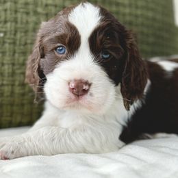English Springer Spaniel Puppies from The Spaniel Garden