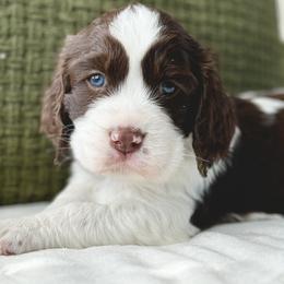 English Springer Spaniel Puppies from The Spaniel Garden