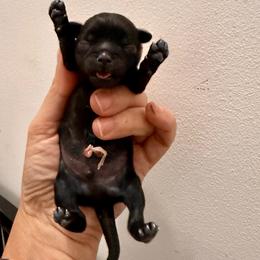 Boy 3 - Black and white male Shih Tzu puppy in Warrior, Alabama from The Anderson Farms Kennel