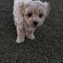 Kevin - Apricot male Maltipoo puppy in New Port Richey, Florida from Toy Poodles And Maltese Of Florida