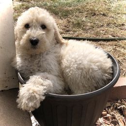 Goldendoodle Puppies from Beary GoldenDoodles
