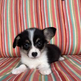 Pembroke Welsh Corgi Puppies from Wendy Munro