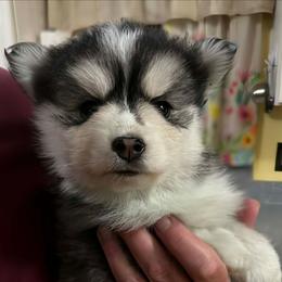 Joe - Black and white male Pomsky puppy in Charlotte, Michigan from Moore Pomskies