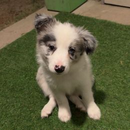 Magnolia - White and blue merle female Border Collie puppy in Summerville, South Carolina from MeadowView