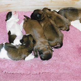 Shih Tzu Puppies from Shih Tzu Dreams Come True