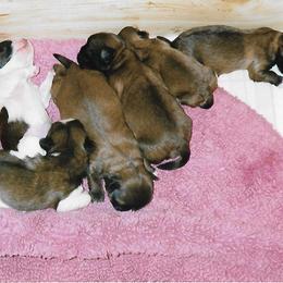 Shih Tzu Puppies from Shih Tzu Dreams Come True