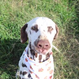 Bedlington Terriers and Dalmatians from Dazzling Bedlington Terriers and Dalz
