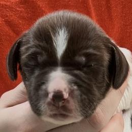 Illa girl 1 - Liver and white female Brittany puppy in Floyd Knobs, Indiana from Cross Creek Brittanys
