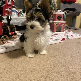 Biewer Terrier Puppies from Southern Star Biewers