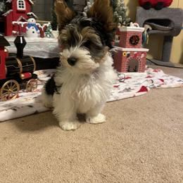 Biewer Terrier Puppies from Southern Star Biewers
