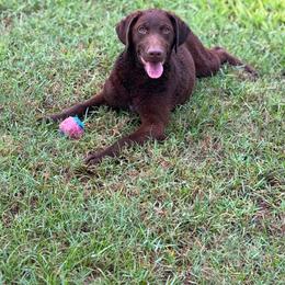 Red Girl - Brown female Chesapeake Bay Retriever puppy in Riverview, Florida from Breezeswept Kennel