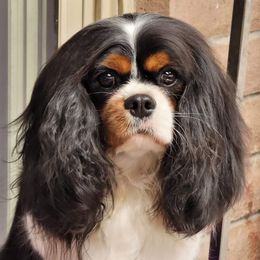 Harmony - Cavalier King Charles Spaniel